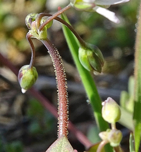 Pflanzenbild gross Spurre - Holosteum umbellatum