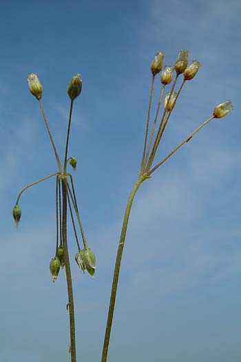 Pflanzenbild gross Spurre - Holosteum umbellatum