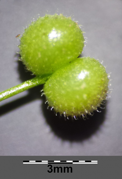 Pflanzenbild gross Falsches Kletten-Labkraut - Galium spurium
