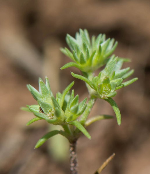 Pflanzenbild gross Einjähriger Knäuel - Scleranthus annuus