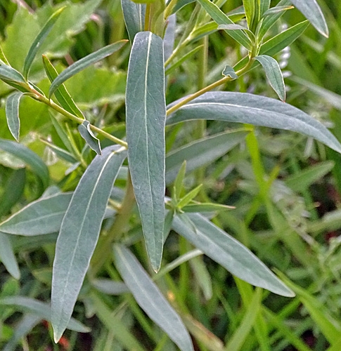 Pflanzenbild gross Rutenförmige Wolfsmilch - Euphorbia virgata
