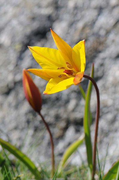 Pflanzenbild gross Südliche Weinberg-Tulpe - Tulipa sylvestris subsp. australis