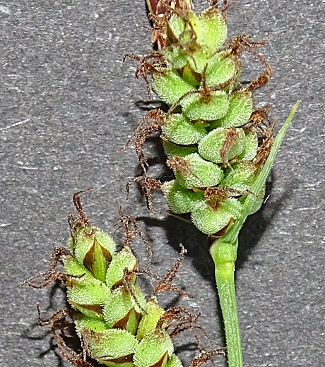 Pflanzenbild gross Filz-Segge - Carex tomentosa