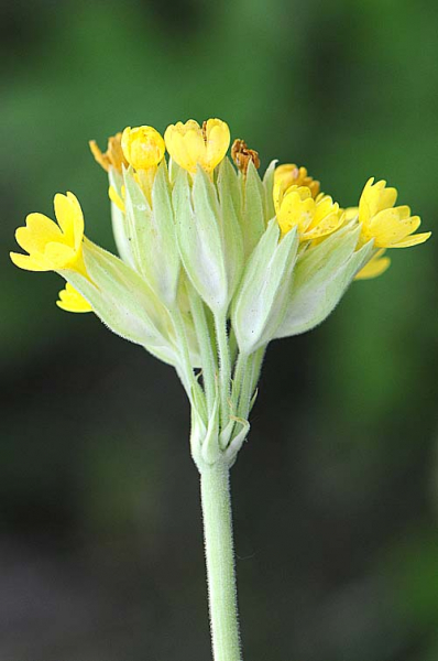 Pflanzenbild gross Graufilzige Frühlings-Schlüsselblume - Primula veris subsp. columnae