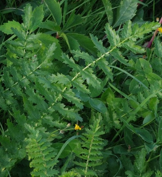 Pflanzenbild gross Knolliger Geissbart - Filipendula vulgaris