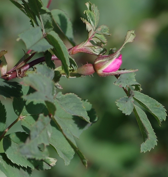 Pflanzenbild gross Bereifte Rose - Rosa glauca