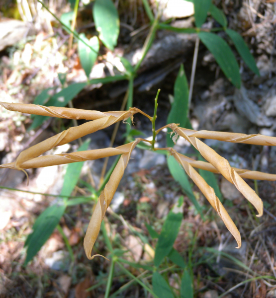 Pflanzenbild gross Verschiedenblättrige Platterbse - Lathyrus heterophyllus