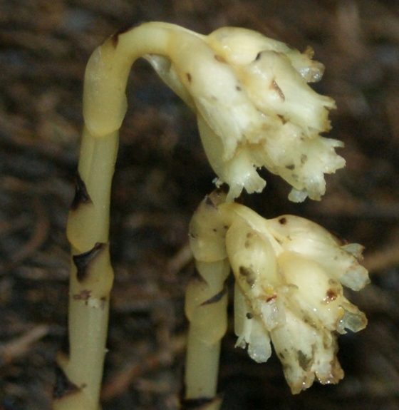 Pflanzenbild gross Fichtenspargel - Monotropa hypopitys aggr.