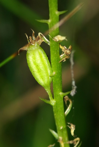 Pflanzenbild gross Einblatt - Malaxis monophyllos