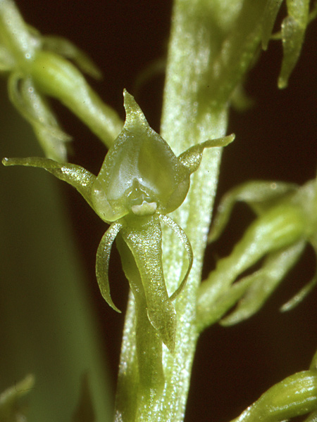 Pflanzenbild gross Einblatt - Malaxis monophyllos