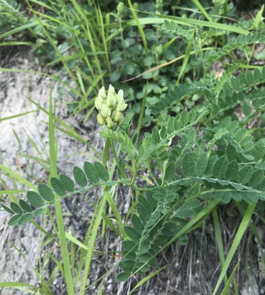 Pflanzenbild gross Kichererbsen-Tragant - Astragalus cicer