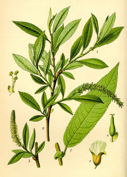 Pflanzenbild gross Mandel-Weide - Salix triandra