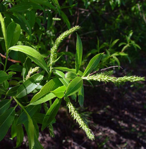 Pflanzenbild gross Mandel-Weide - Salix triandra