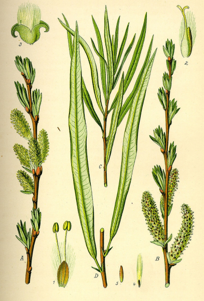 Pflanzenbild gross Korb-Weide - Salix viminalis