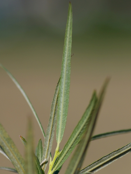 Pflanzenbild gross Korb-Weide - Salix viminalis