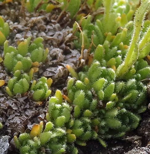 Pflanzenbild gross Flachblättriger Steinbrech - Saxifraga muscoides