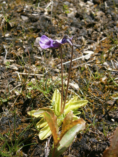 Pflanzenbild gross Dünnsporniges Fettblatt - Pinguicula leptoceras