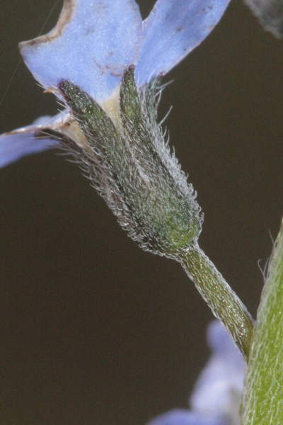 Pflanzenbild gross Wald-Vergissmeinnicht - Myosotis sylvatica