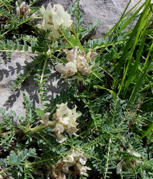 Pflanzenbild gross Niederliegender Tragant - Astragalus depressus