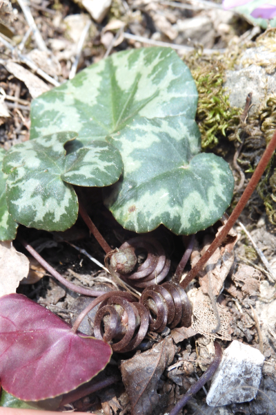 Pflanzenbild gross Europäisches Alpenveilchen - Cyclamen purpurascens