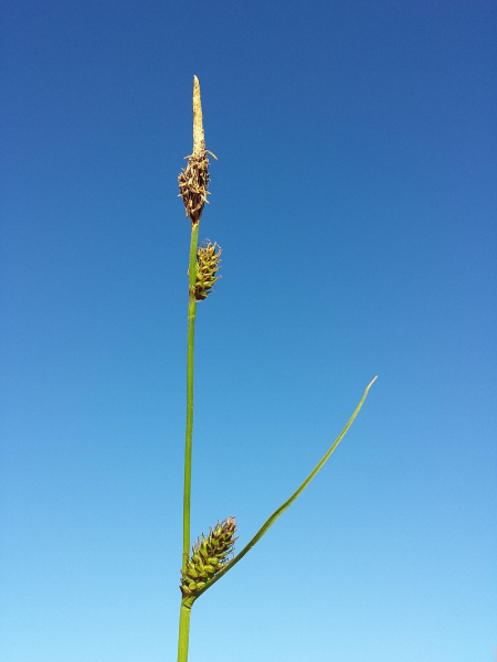Pflanzenbild gross Langgliederige Segge - Carex distans