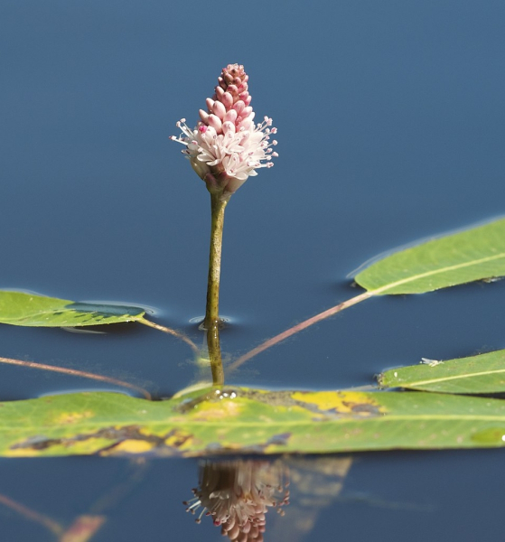 Pflanzenbild gross Sumpf-Knöterich - Polygonum amphibium