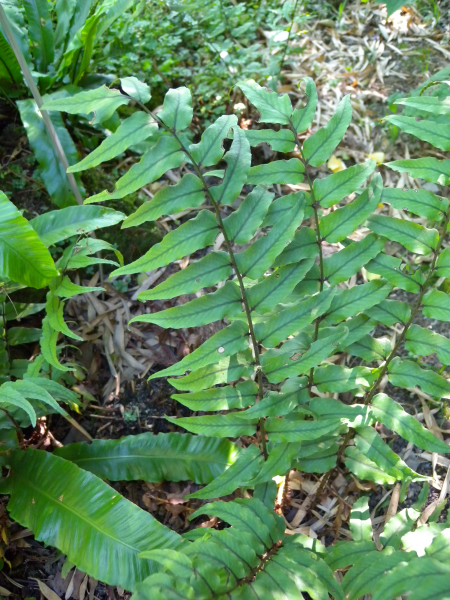 Pflanzenbild gross Fortunes Sichelfarn - Cyrtomium fortunei