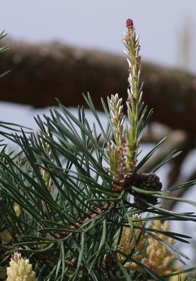 Pflanzenbild gross Wald-Föhre - Pinus sylvestris