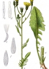 Einzelbild 3 Wiesen-Pippau - Crepis biennis
