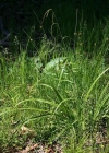 Einzelbild 3 Hänge-Segge - Carex pendula