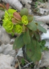 Einzelbild 2 Mandelblättrige Wolfsmilch - Euphorbia amygdaloides
