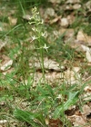 Einzelbild 2 Weisses Breitkölbchen - Platanthera bifolia