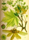 Einzelbild 2 Spitz-Ahorn - Acer platanoides