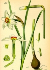 Einzelbild 2 Weisse Narzisse - Narcissus poëticus aggr.