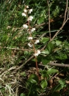 Einzelbild 2 Rundblättriges Wintergrün - Pyrola rotundifolia