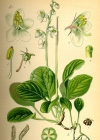 Einzelbild 3 Rundblättriges Wintergrün - Pyrola rotundifolia