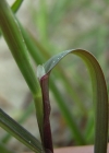 Einzelbild 2 Kriechendes Straussgras - Agrostis stolonifera