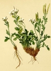 Einzelbild 2 Resedablättriges Schaumkraut - Cardamine resedifolia