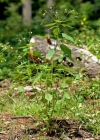 Einzelbild 2 Kleines Springkraut - Impatiens parviflora