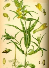 Einzelbild 2 Wiesen-Wachtelweizen - Melampyrum pratense