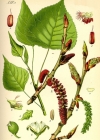 Einzelbild 2 Schwarz-Pappel - Populus nigra