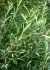 Einzelbild 2 Lavendel-Weide - Salix elaeagnos