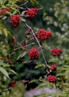 Einzelbild 3 Roter Holunder - Sambucus racemosa