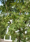 Einzelbild 3 Speierling - Sorbus domestica