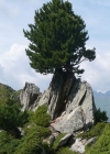 Einzelbild 2 Arve - Pinus cembra
