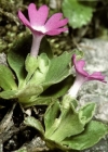 Einzelbild 3 Rote Felsen-Primel - Primula hirsuta