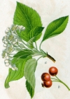 Einzelbild 2 Echter Mehlbeerbaum - Sorbus aria