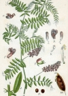 Einzelbild 2 Vogel-Wicke - Vicia cracca