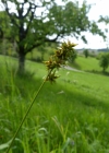 Einzelbild 2 Stachel-Segge - Carex muricata aggr.