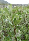 Einzelbild 2 Schweizer Weide - Salix helvetica
